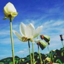 회산백련지 관광안내소 네이버블로그