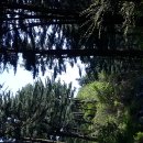 잣나무집 이미지