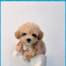 소문난 강아지 이미지