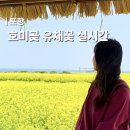 매일봄 | 포항 호미곶 유채꽃 축제 시기 실시간 개화 상태 주차 후기