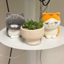 안젤리나 - 양주시 고읍남로 5-20 | 광명 식물가게 우긋에서 콩란, 파키라, 호야 안젤리나 구매 후기