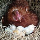 황성농장 이미지