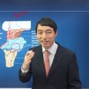 신경과학(신경해부학) 21강 뇌줄기의 구조와 외형 brain stem 뇌간 이미지