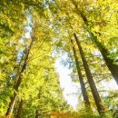 장태산휴양림 이미지