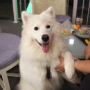 늘 사랑스럽개 이미지