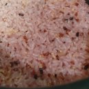 고삼농협 농산물가공유통센터 | 중앙대학교 부속농장 유기농쌀 유기농 혼합미/고삼농협 안성마춤 쌀