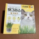 [일상] 다이소 캣그라스 | 밀 키우기