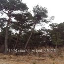 모찌대왕 네이버블로그