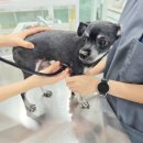 오래오래동물병원 이미지