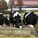 유하목장 이미지