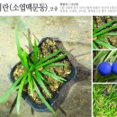 애란농원 이미지