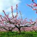 청도군-4 이미지