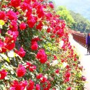 단양IC주유소 | [충북/명소]단양 소금정공원 장미터널 2026, 5월 6월 꽃구경 코스 주차 맛집 총정리