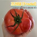 프레델 이미지