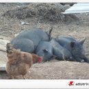 실로암 농장 이미지