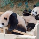 바오 이미지
