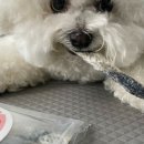 대한견식 이미지