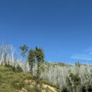 싸이버공원 | 미국 요세미티 공원 렌터카 여행 | Day 4. 마리포사 그로브, 글레이셔/워시번포인트