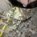 조마루감자탕(하당점) | ☘︎
