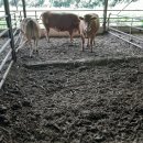 한우사육사 이미지