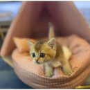 상상도그 이미지