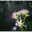 봉평메밀숲 이미지