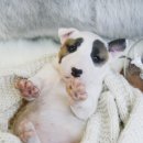 달려라 바우 이미지