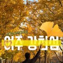 강천교 | [여주 강천섬] 서울근교 은행나무 단풍 명소🍁