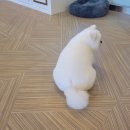 퍼피루시드 이미지