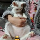 펫마트그루밍샵 | 겨울철 건조한 우리고양이 발바닥, 젤리 관리방법은?