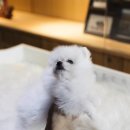 댕댕이와냥이의펫스토리 | 중랑구강아지분양 겨울이가도~