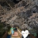 스테이740 | [강릉 벚꽃 답사기] 강릉 남산 벚꽃축제 첫날 답사기! 만개한 벚꽃 터널과 주차 꿀팁