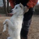 부산애견대학 이미지