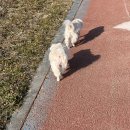 디엠(익산점) | 보풀제거기로 면도한 후기