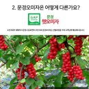 24년산 문경 생오미자 판매합니다 이미지