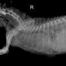 용원동물병원 이미지