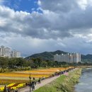 토프레소(장성황룡강점) 탕수떡볶이(황룡강점) | 2022년 장성 황룡강 가을꽃축제(10월8일-10월16일, 개화상태,먹거리)🌸