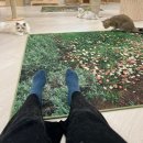 놀면묘하냥 고양이카페 이미지