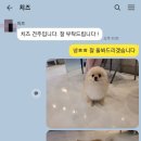 치즈 애견유치원&애견호텔 이미지