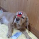 고도리 Daum카페