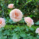 정관 구목정공원 이미지