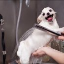 세종애견미용 이미지