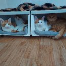 리빙룸루틴 이미지