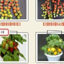토마토25시 네이버블로그