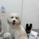 바로슬동물병원 이미지