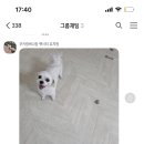 써니펫시터 이미지