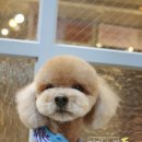 초코퍼피 애견미용실 이미지