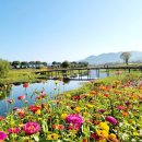 2023-09-21(목)전남 영광 불갑사 꽃무릇 축제-장성황룡강 생태공원트래킹 이미지