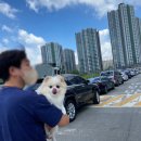 해피오브트리밍 | 양주애견미용 해피오브트리밍 가위컷 만족후기
