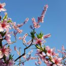 쌍둥이 농원 이미지